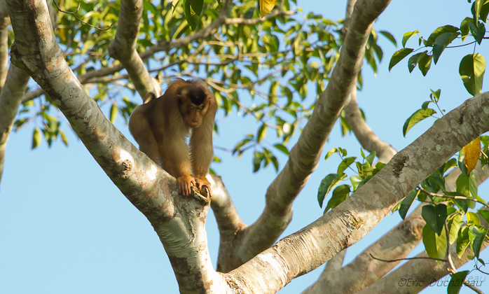 Macaque à queue de cochon