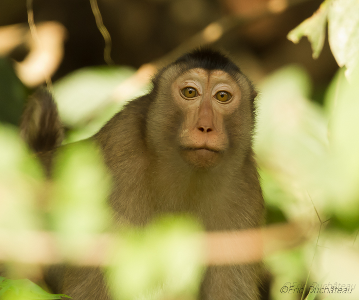 Macaque à queue de cochon