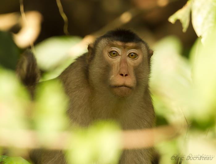 Macaque à queue de cochon