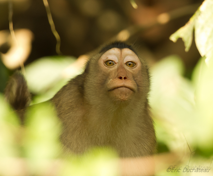 Macaque à queue de cochon