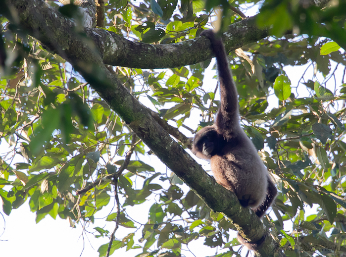 Gibbon gris