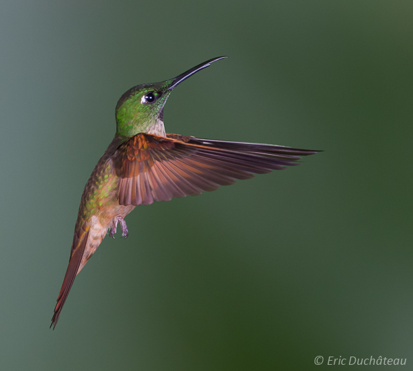 Colibri flavescent