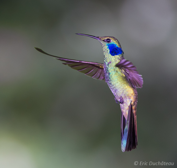 Colibri thalassin