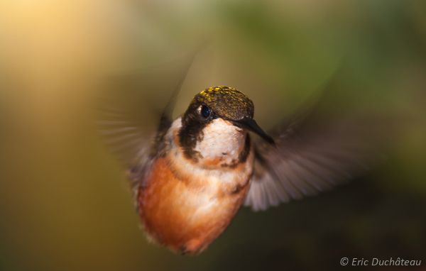 Colibri de Mitchell (femelle)