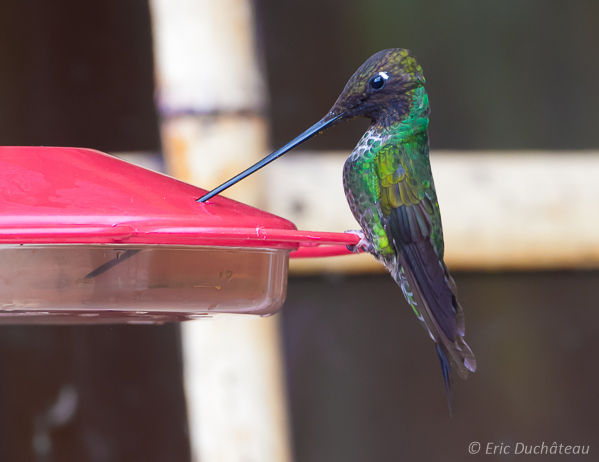 Colibri porte-épée