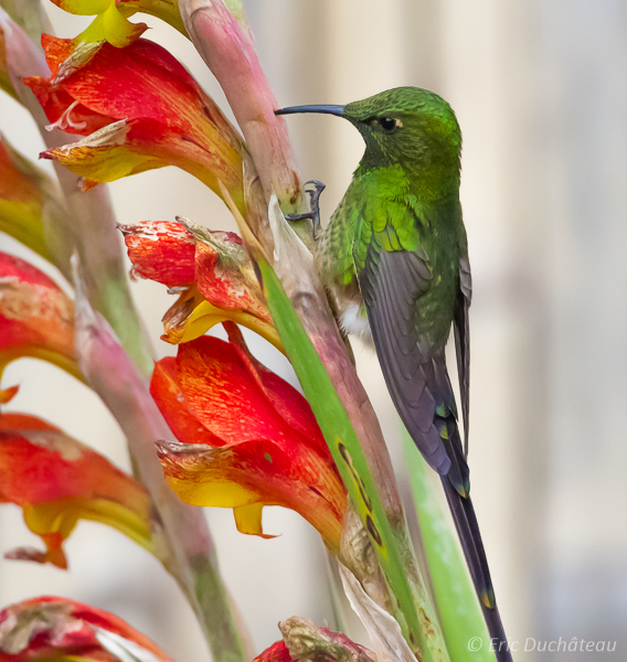 Colibri de Lafresnaye