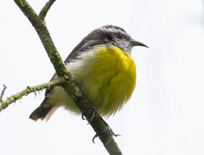 Sucrier à ventre jaune