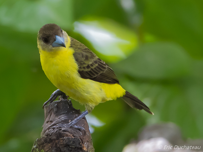 Tangara flamboyant (femelle)