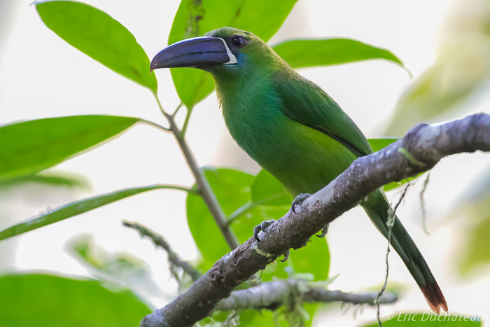 Toucanet à croupion rouge