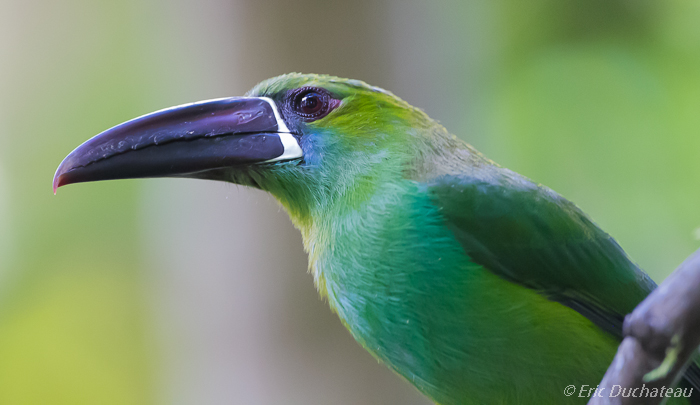 Toucanet à croupion rouge