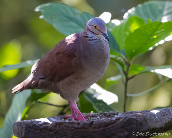 Pigeon plombé