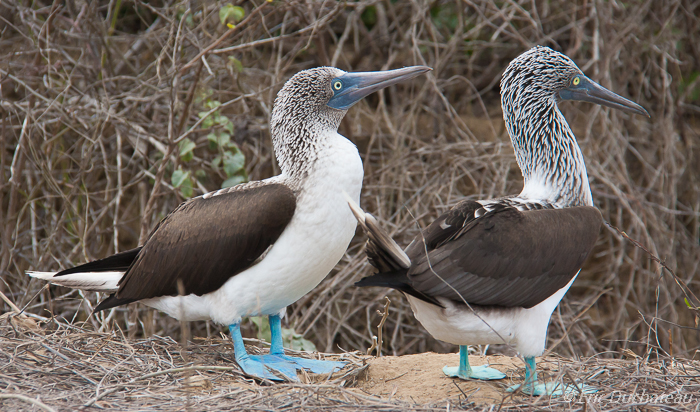 Fous à pieds bleus