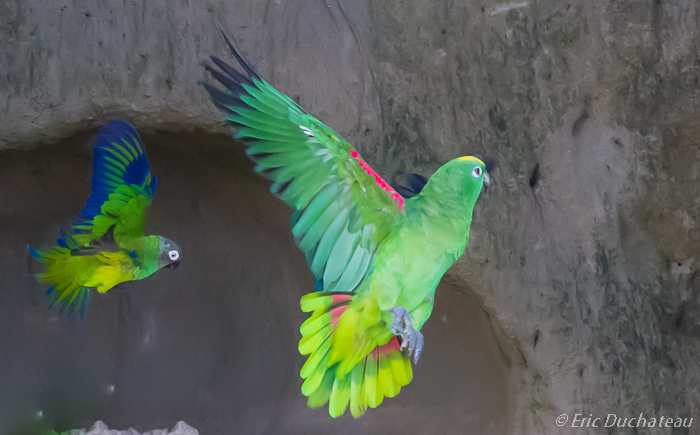 Amazone à front jaune et Conure de Weddell