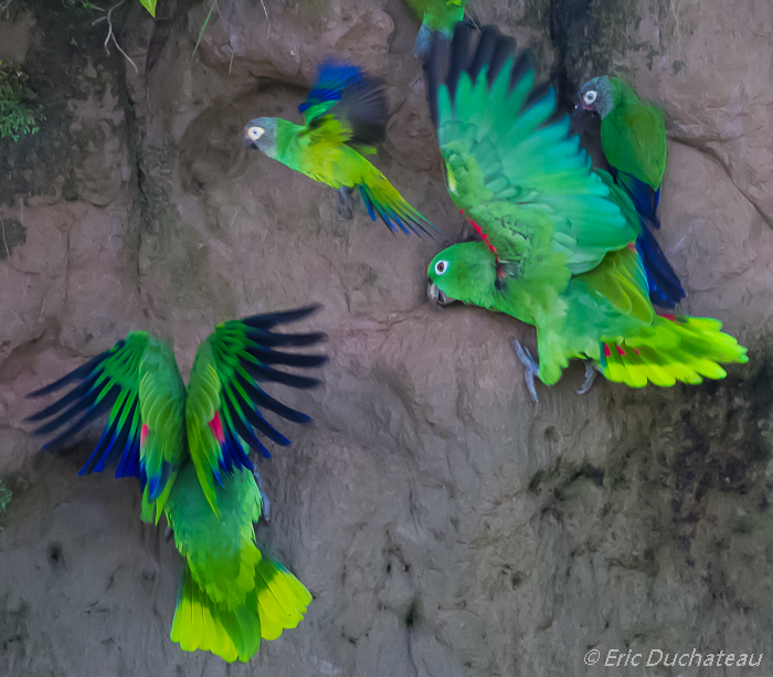 Amazones à front jaune et Conure de Weddell