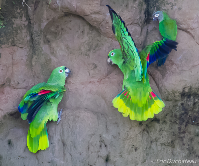 Amazones à front jaune et Conure de Weddell