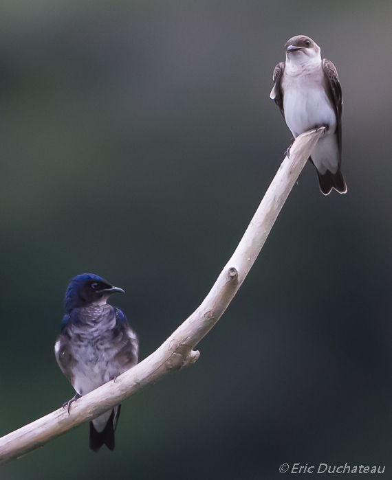 Hirondelle chalybée et Hirondelle à ailes blanches