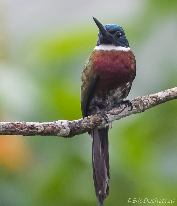 Jacamar violacé