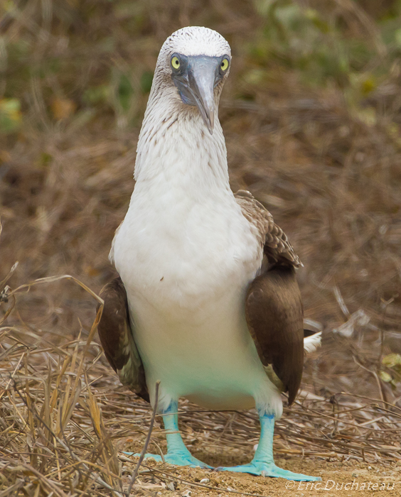 Fou à pieds bleus