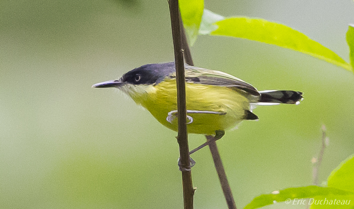 Sucrier à ventre jaune