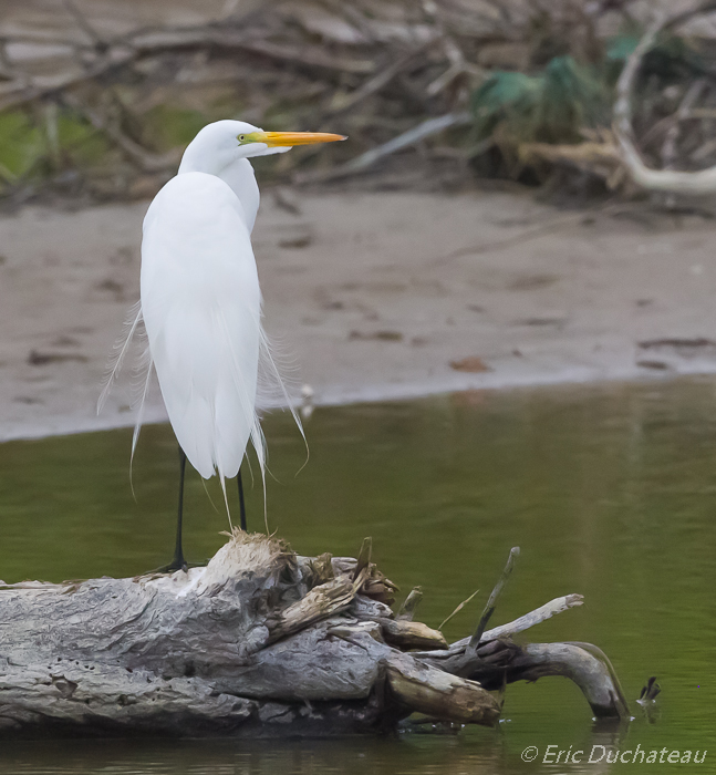 Grande Aigrette