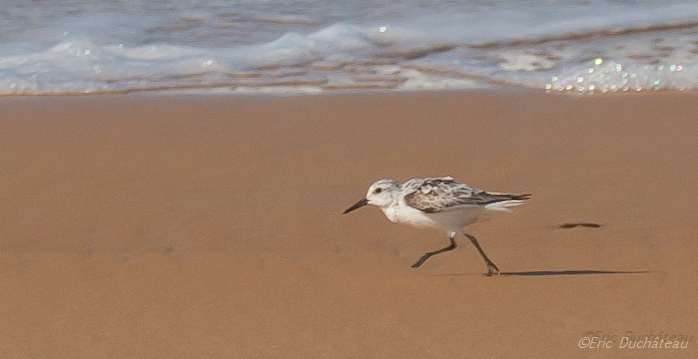 Bécasseau sanderling