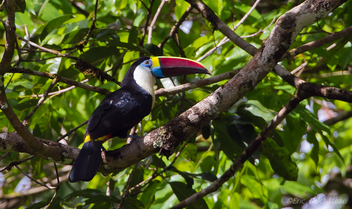 Toucan à bec rouge 