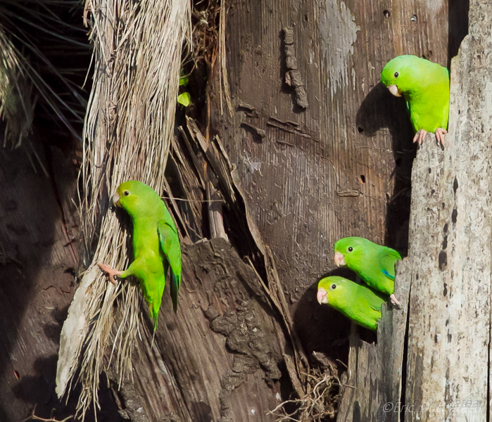 Touis été (Perruches à croupion vert)