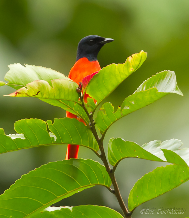 Grand minivet