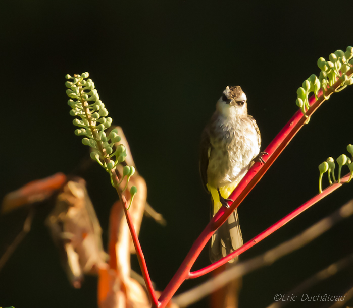 Bulbul goiavier