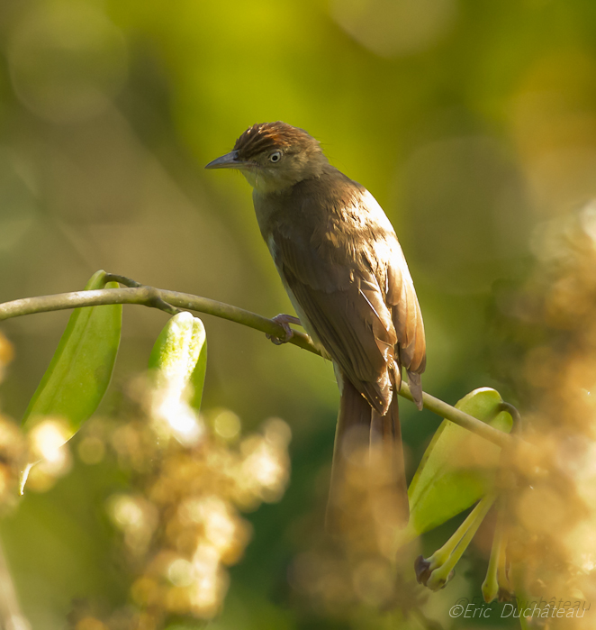 Bulbul de Charlotte