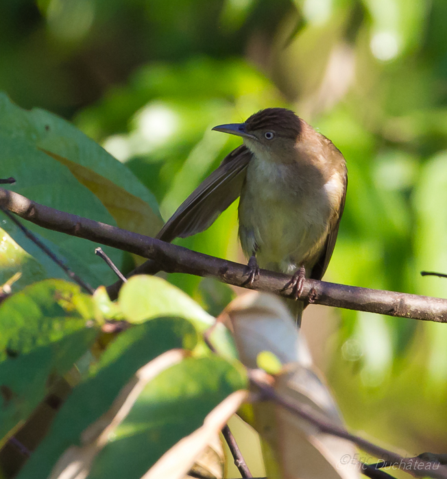 Bulbul de Charlotte