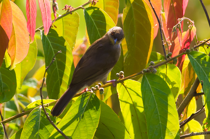 Bulbul