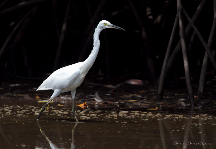 Aigrette de Chine