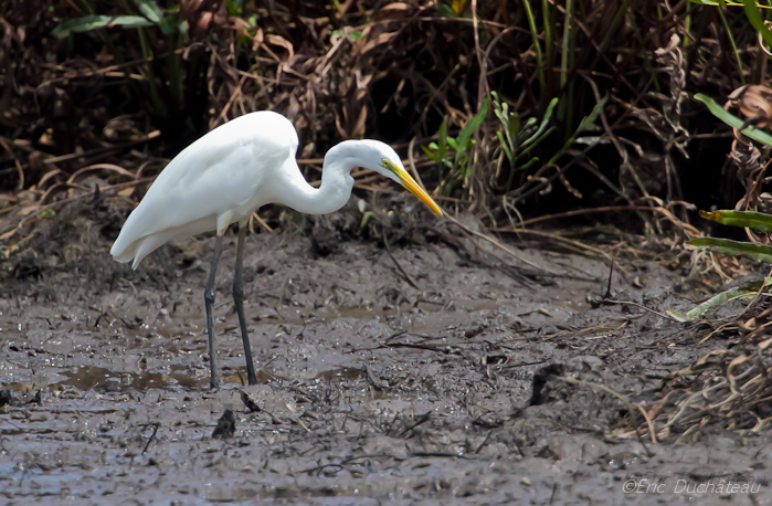 Grande aigrette