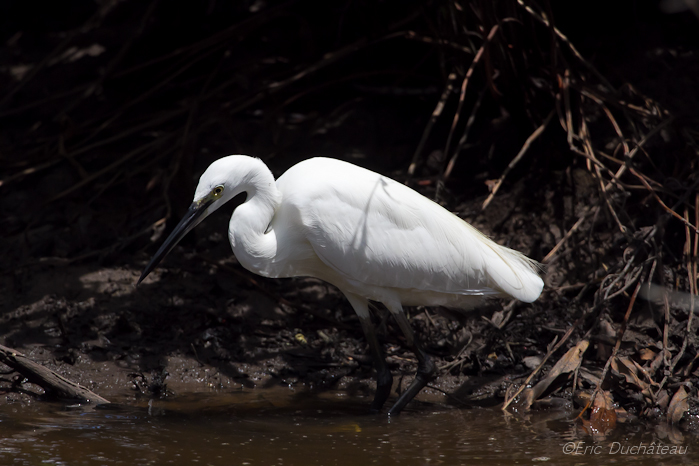 Aigrette de Chine