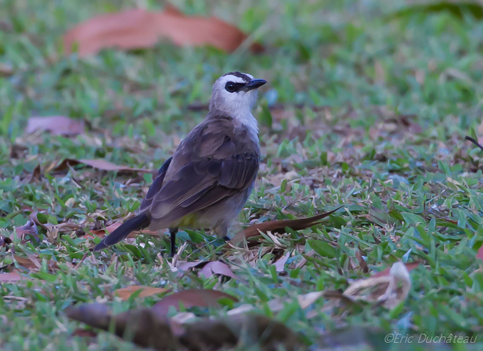 Bulbul goiavier