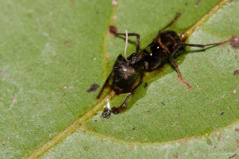 Fourmi (Crematogaster)