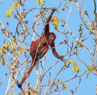 Singe hurleur / Barrage de Petit-Saut, Guyane française, août 2010