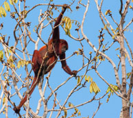 Singe hurleur / Barrage de Petit-Saut, Guyane française, août 2010