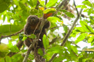 Saki satan / Camp Canopée (sur le Kourou), Guyane française, août 2010