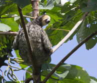 Chou-Aï (Paresseux) / Haut-Sinnamary, Guyane française, août 2012