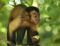 Capucin brun / Iles du Salut, Guyane française, août 2008