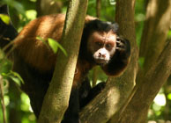 Capucin brun / Iles du Salut, Guyane française, août 2008