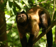 Capucin brun / Iles du Salut, Guyane française, août 2008