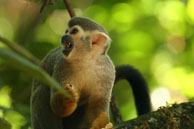 Saïmiri  / Iles du Salut, Guyane française, août 2008