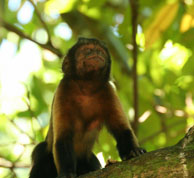 Capucin brun / Iles du Salut, Guyane française, août 2008