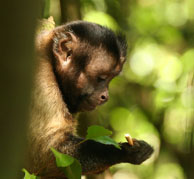 Capucin brun / Iles du Salut, Guyane française, août 2008