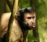 Capucin brun / Iles du Salut, Guyane française, août 2008