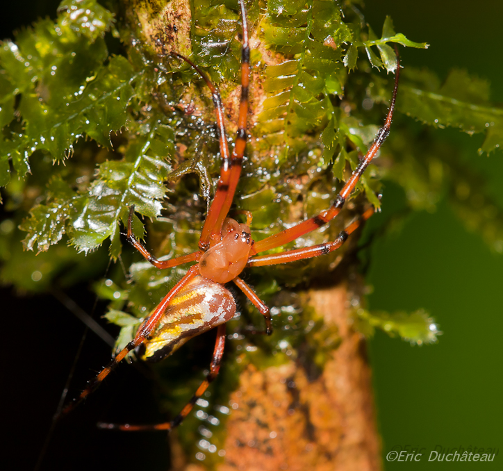 Argiope