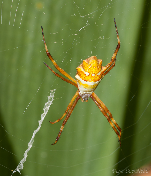 Argiope